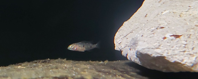 Copadichromis melas 'Mala Point'